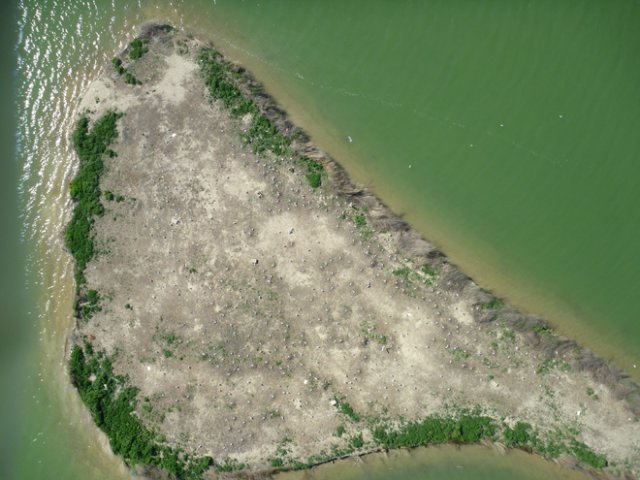 black-headed-gulls-francesc-sardo-palomera