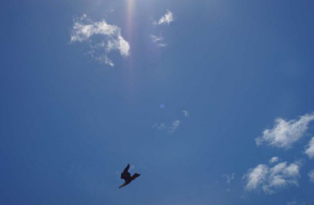 This photo was taken by an eagle that had hold of a UAV as another eagle was coming in to attack. Credit: Rick Steven