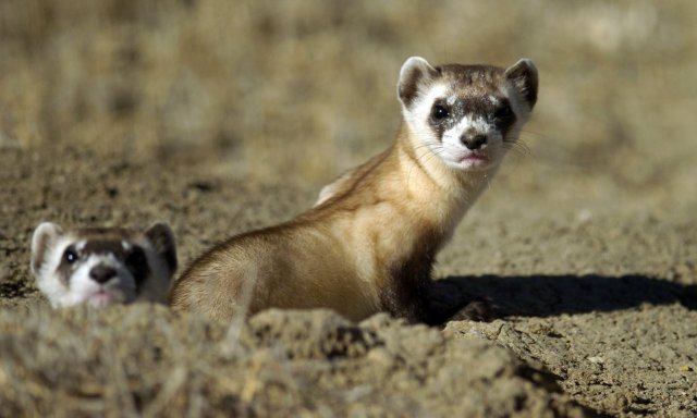 Ferrets