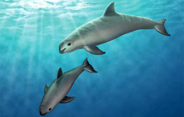 vaquita1