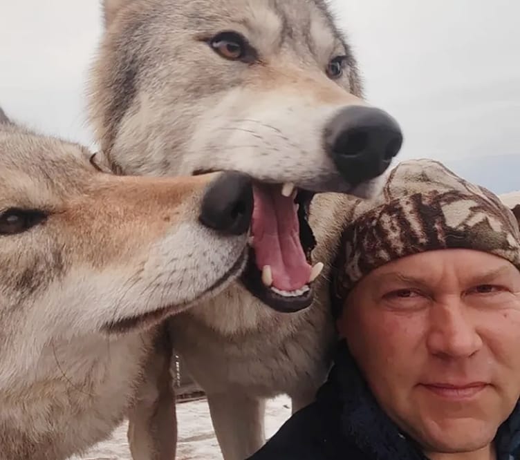 Russia Deploys Wolves in Ukraine - they Howl at Sound of Approaching Kamikaze Drones