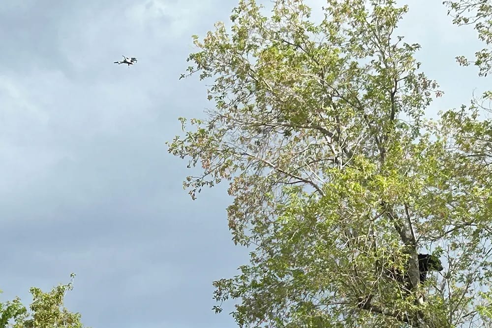 Drones Blast Heavy Metal to Scare Away Grizzly Bears
