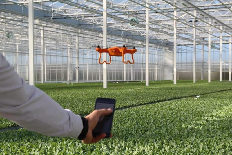 Fully Automated Lettuce Crop Monitoring by Greenhouse Drones