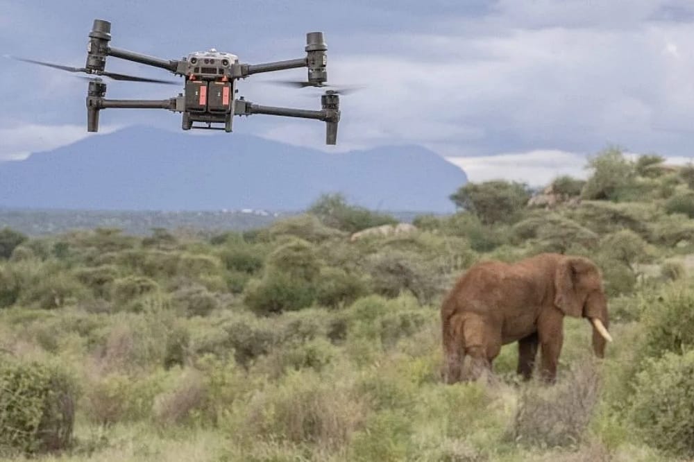 Drones are a Valuable Ally in Elephant Conservation