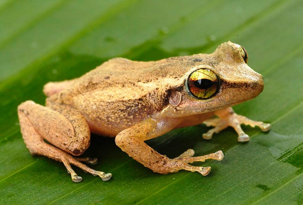 Hawaii Deploys Drones to Kill Hated Coqui Frog