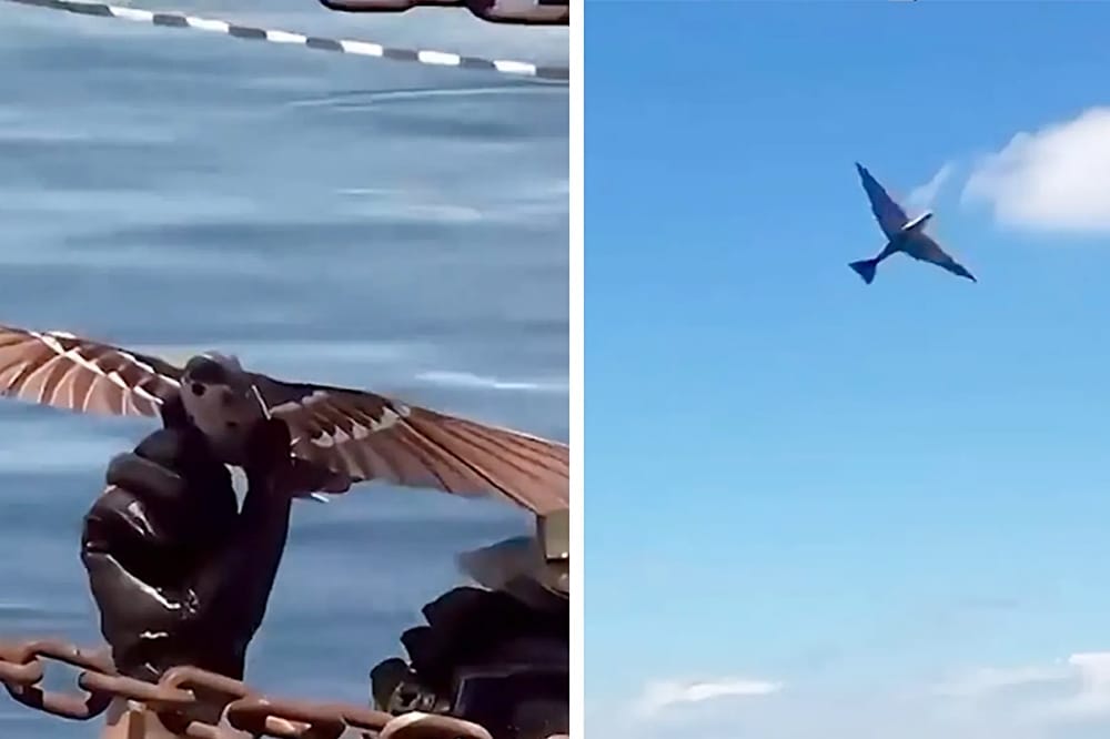 China Develops Bird-Shaped Reconnaissance Drones