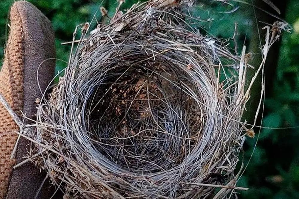 Fibre Optic Bird’s Nest Heralds a Fibre Drone Summer In Ukraine