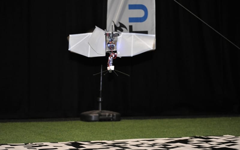 How Can Flying Insects and Drones Tell Up from Down?