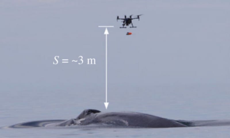 Marine Biologists use Drones to Affix Suction Cup Tags to Whales
