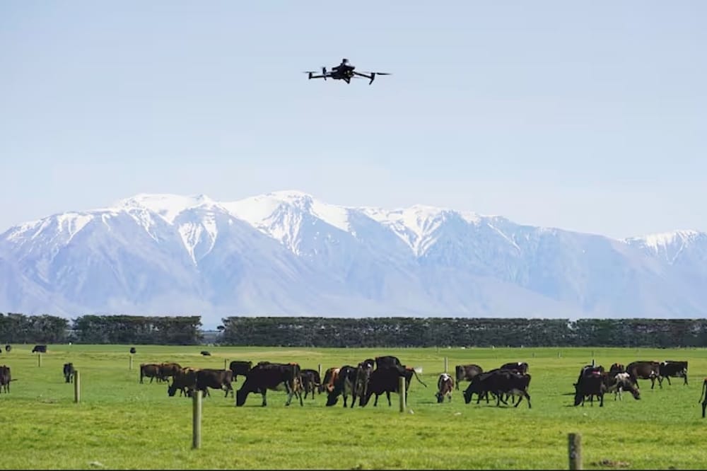 Animal-Counting Drones Help Farmers Speed Up Stocktake