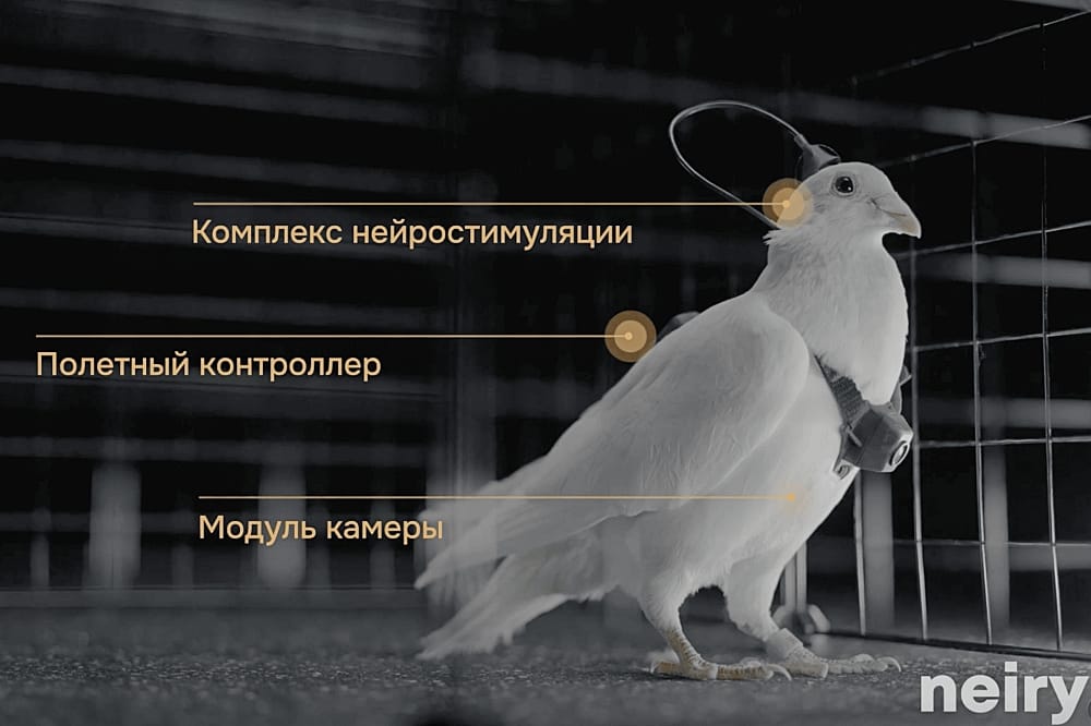 Russia Launches Brain-Chipped Bird Drones for Surveillance
