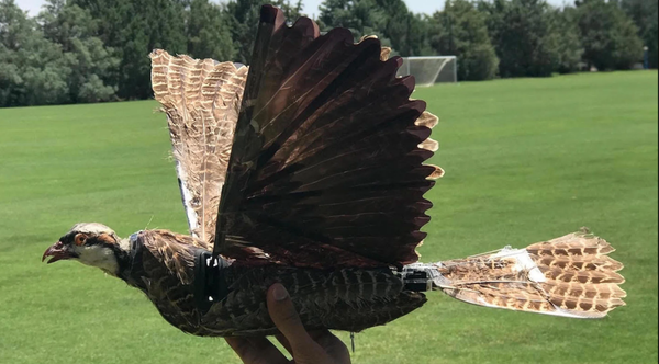 Dead Birds Turned into Flapping-Wing Drones