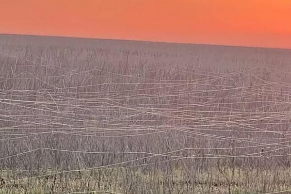 Ukrainian War Zone Field Covered with Fiber Optic Cables