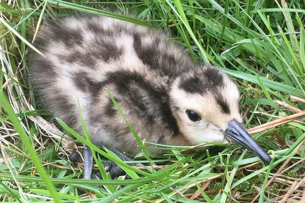 Drones in Wales Used to Save Elusive Curlew Nests from Farm Machinery
