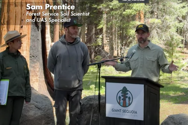 Drone Inspects World's Largest Tree
