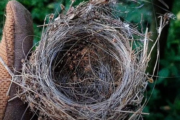 Fibre Optic Bird’s Nest Heralds a Fibre Drone Summer In Ukraine