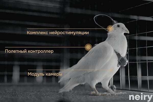 Russia Launches Brain-Chipped Bird Drones for Surveillance