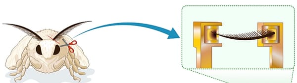 Bio-Hybrid Drone Uses Silkworm Moth Antennae to Navigate Using Smell