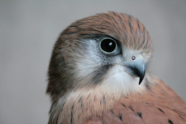 Kinematics of Kestrel Wing and Tail Morphing During Hovering Flights